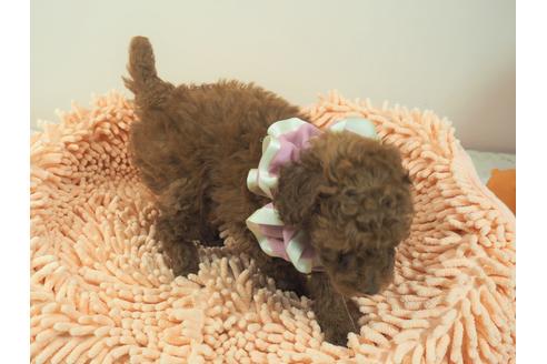 成約済の埼玉県のトイプードル-103127の5枚目